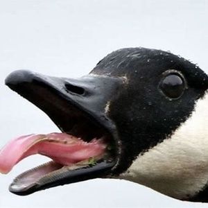 Meet your Posher, Edwin